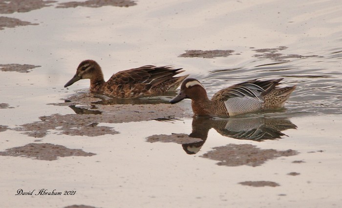 Garganey 