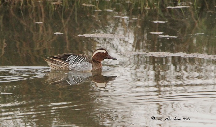 Garganey 
