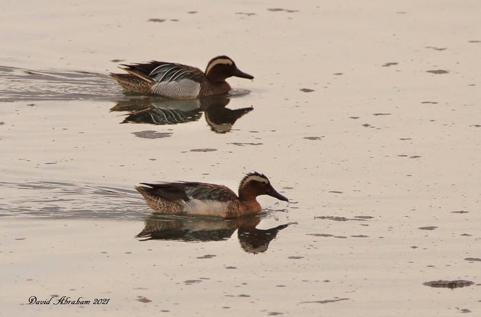 Garganey 