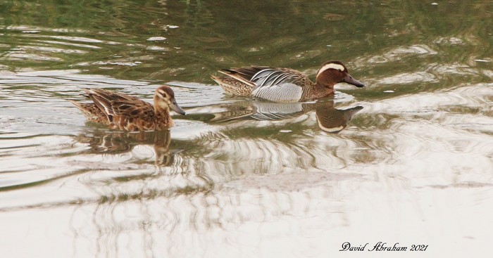 Garganey 