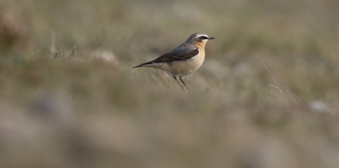 Wheatear