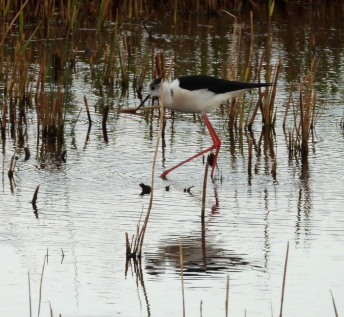 Black-winged Stilt