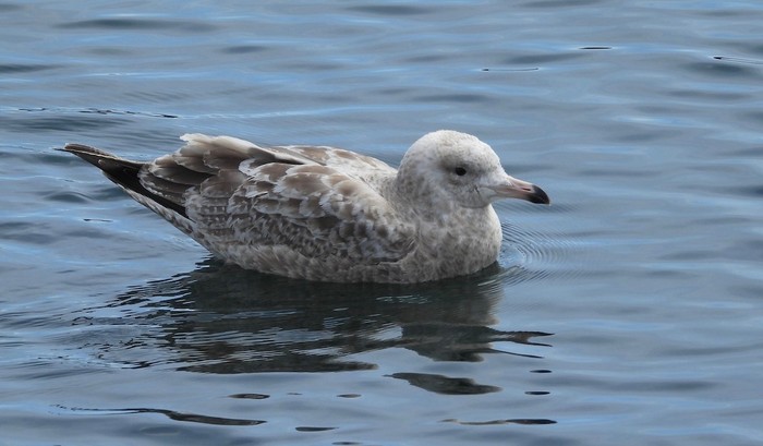 American Herring Gull