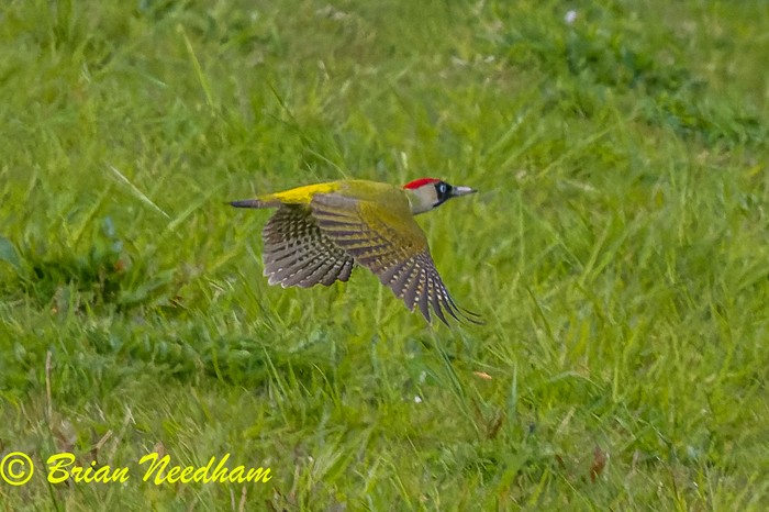 Green Woodpecker