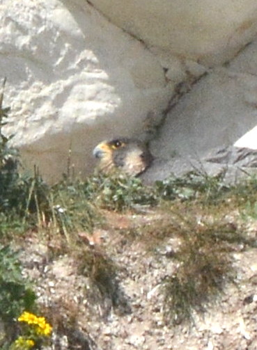 Peregrine
