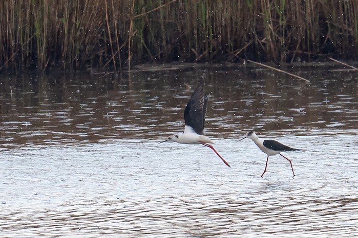 Black-winged Stilt