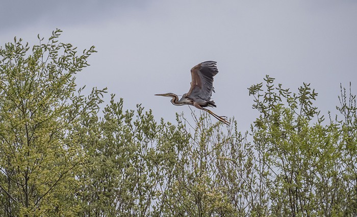 Purple Heron