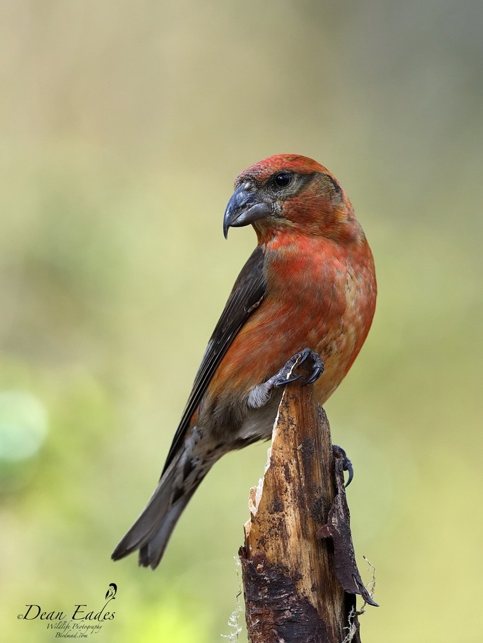 Crossbill