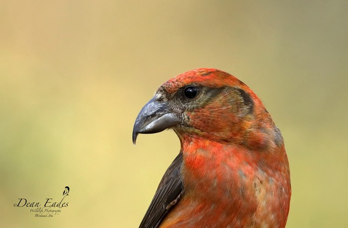 Crossbill