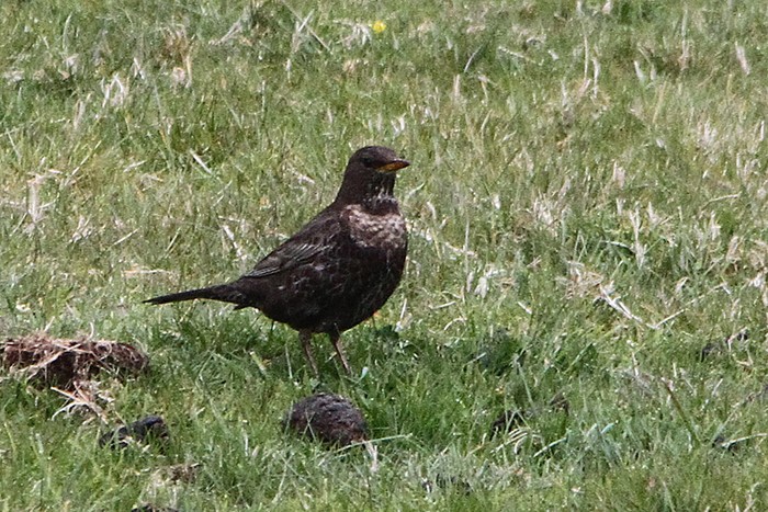 Ring Ouzel