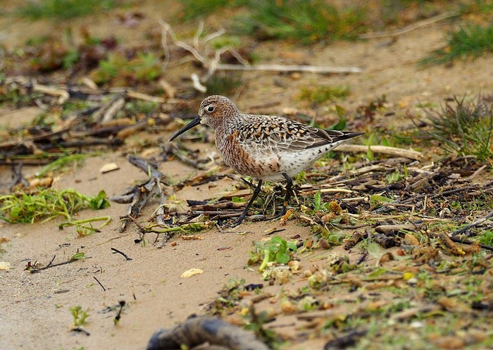 Curlew Sandpiper