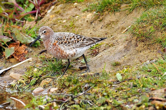 Curlew Sandpiper