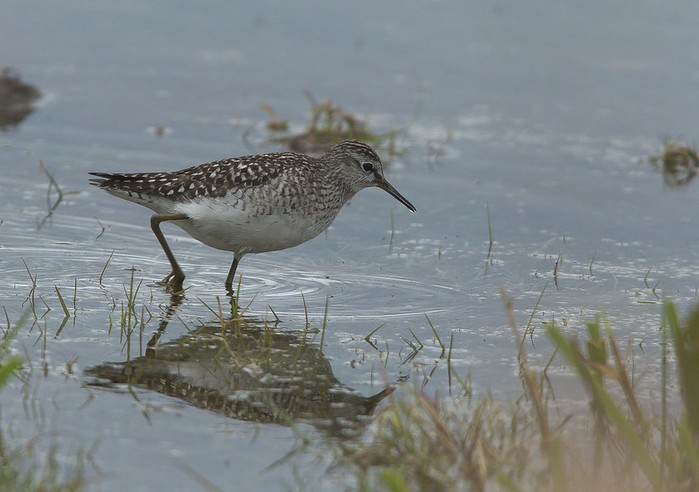 Wood Sandpiper