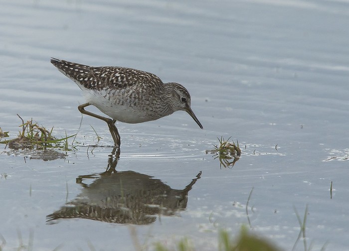 Wood Sandpiper