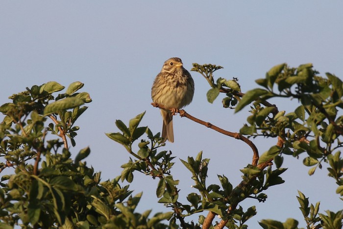 Corn Bunting