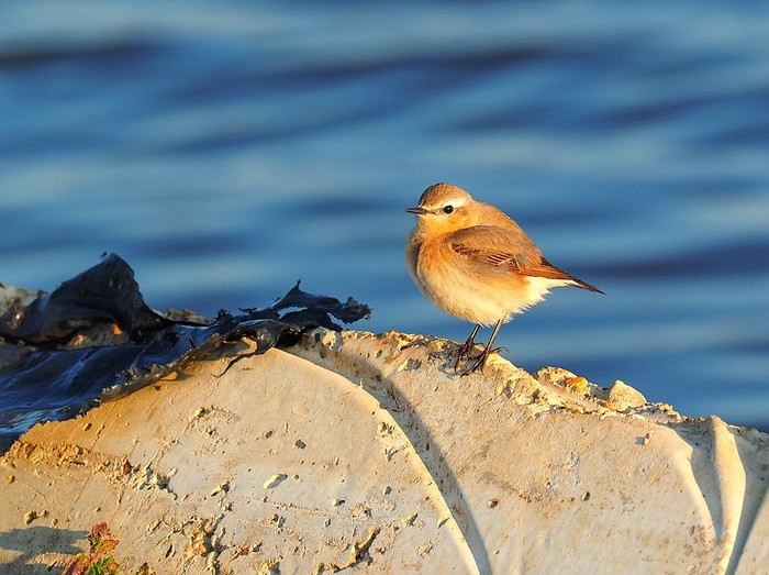 Wheatear
