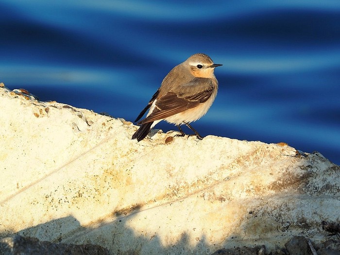 Wheatear