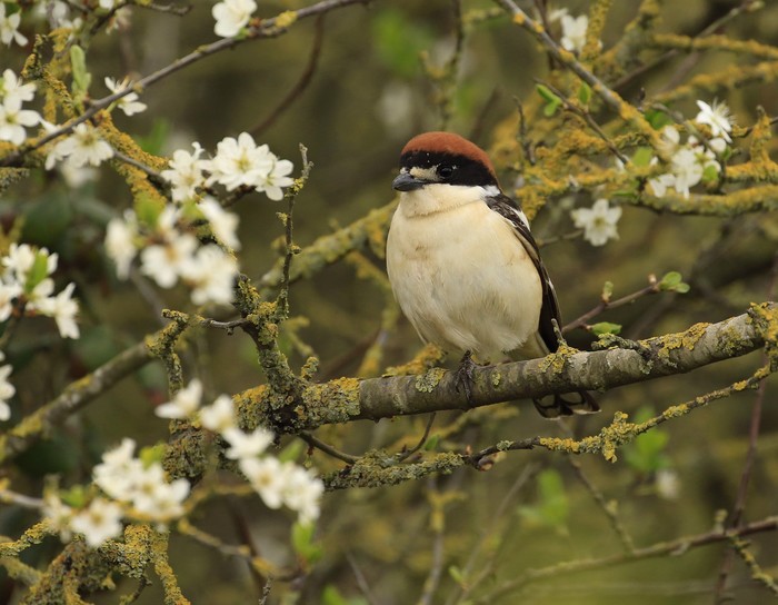 Woodchat Shrike