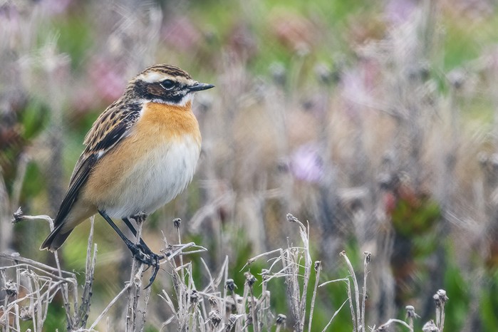 Whinchat