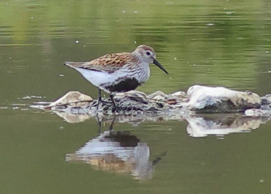 Dunlin