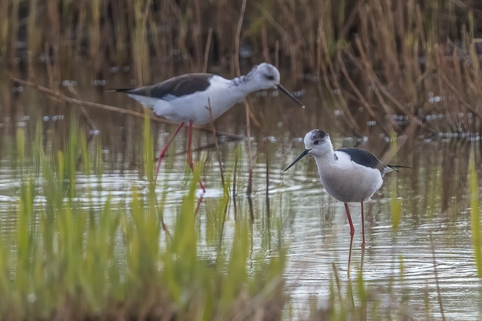 Black-winged Stilt