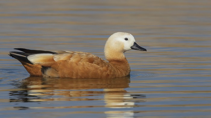 Ruddy Shelduck