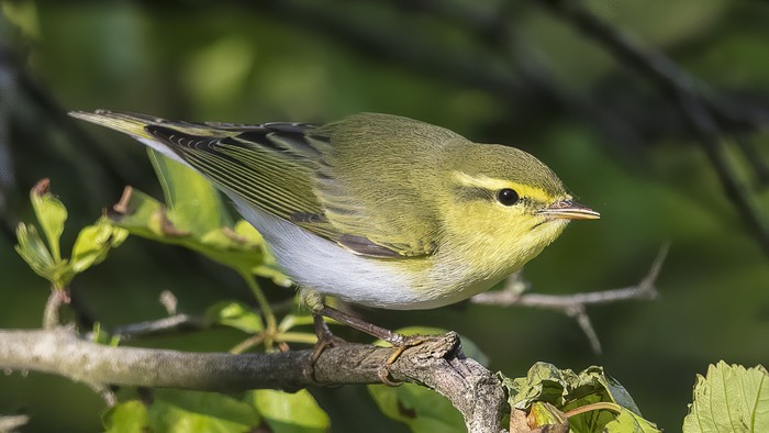 Wood Warbler