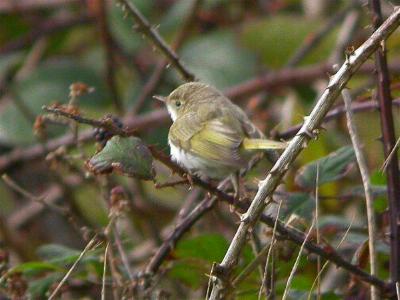Western Bonelli's Warbler