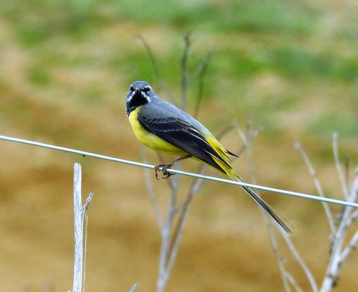 Grey Wagtail