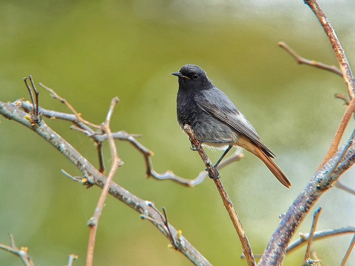 Black Redstart