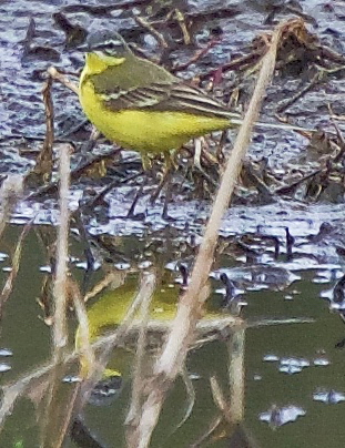 Blue-headed Wagtail