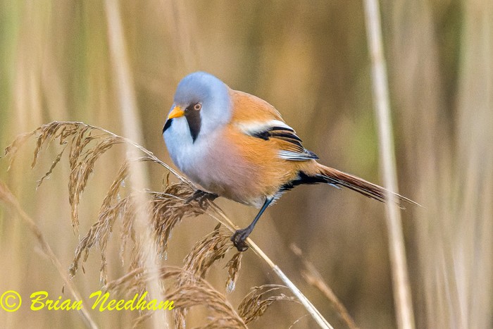Bearded Tit