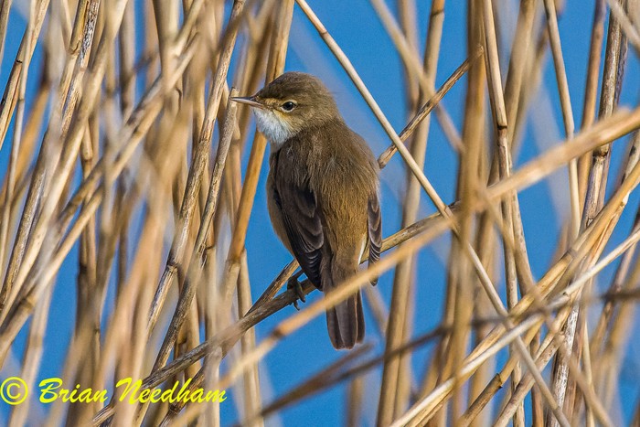 Reed Warbler