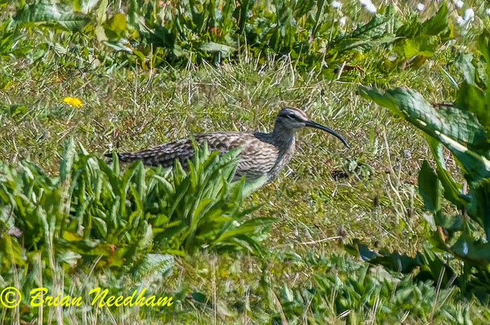Whimbrel