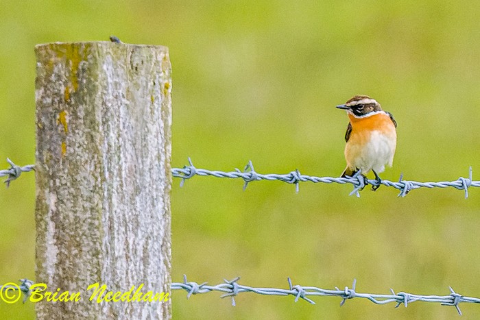 Whinchat