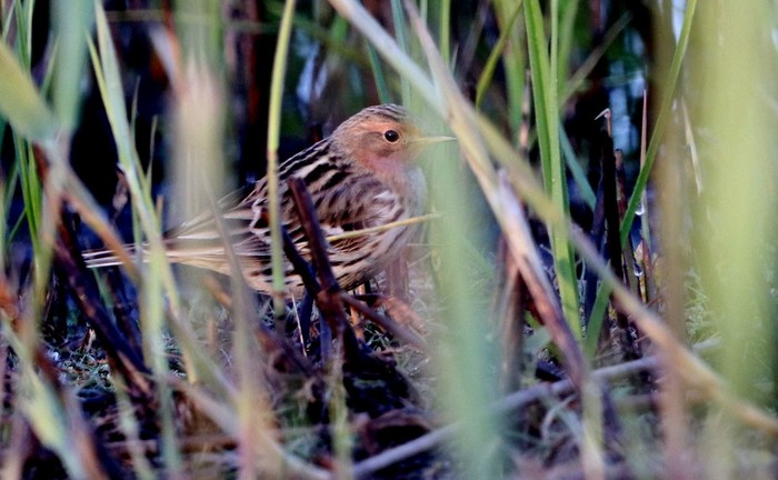 Red-throated Pipit