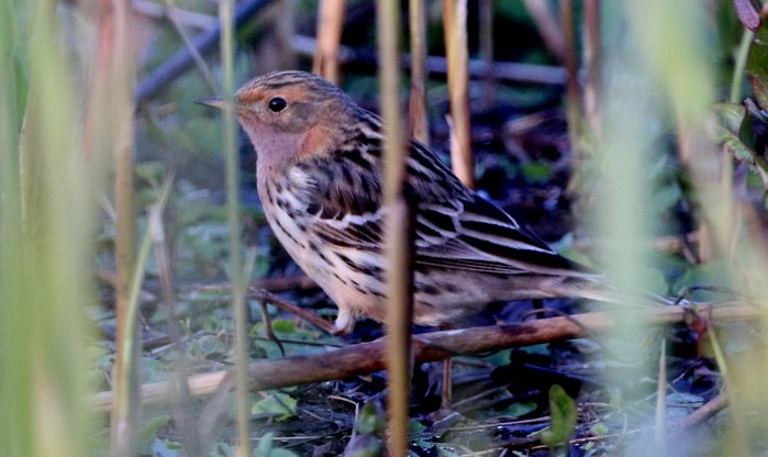 Red-throated Pipit