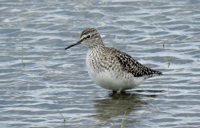 Wood Sandpiper