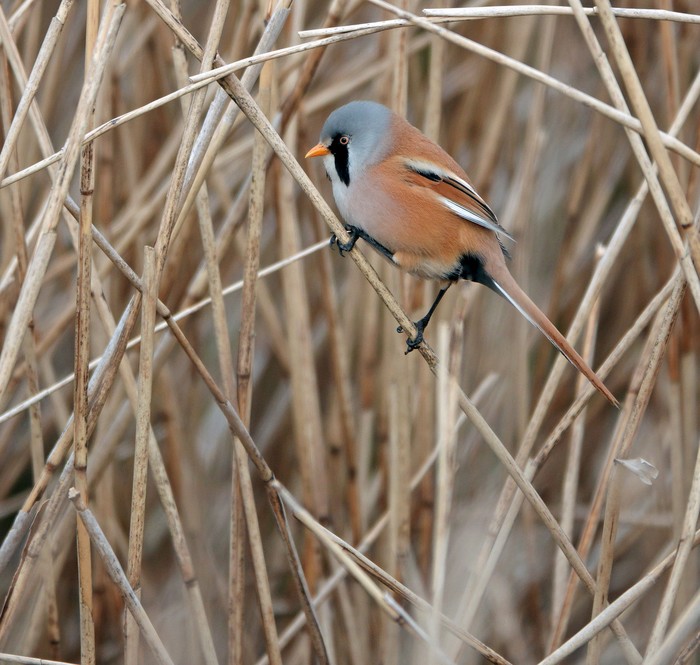 Bearded Tit