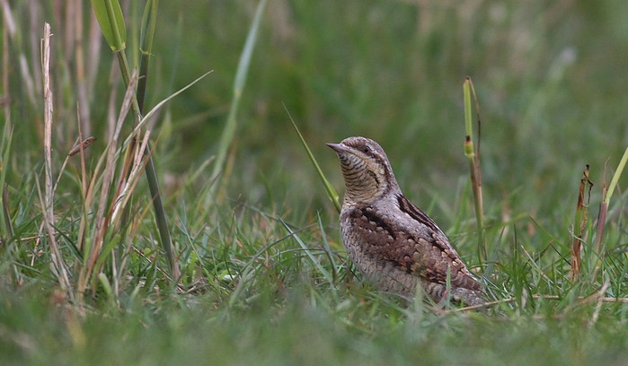 Wryneck