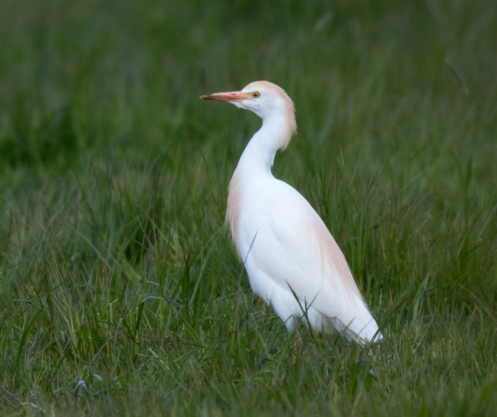 Cattle Egret