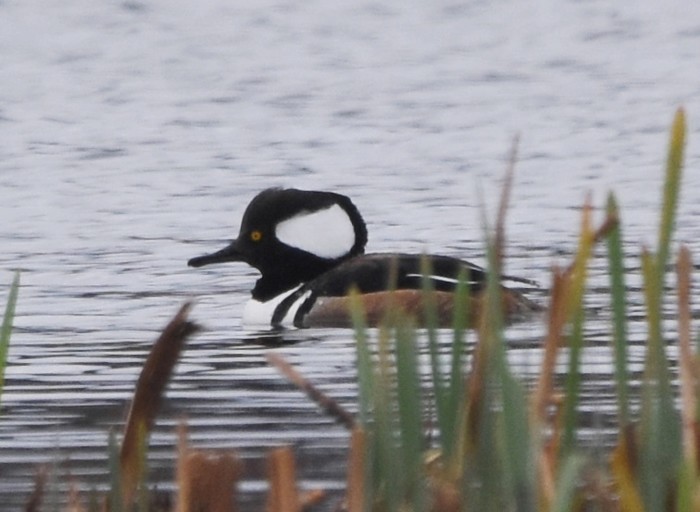 Hooded Merganser