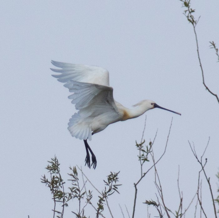 Spoonbill