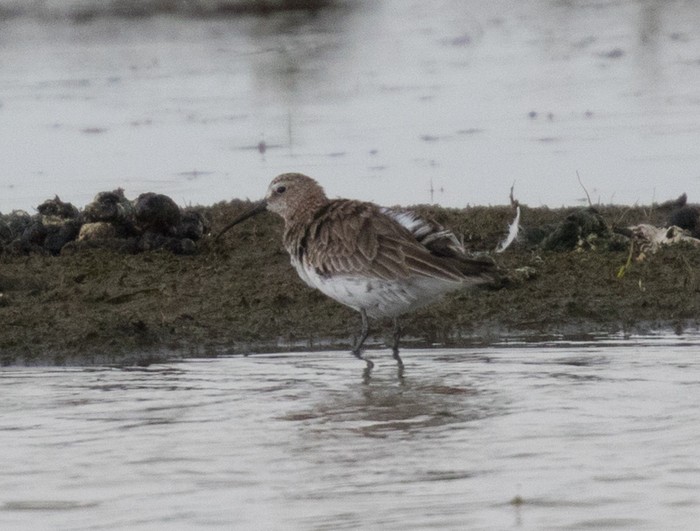 Curlew Sandpiper