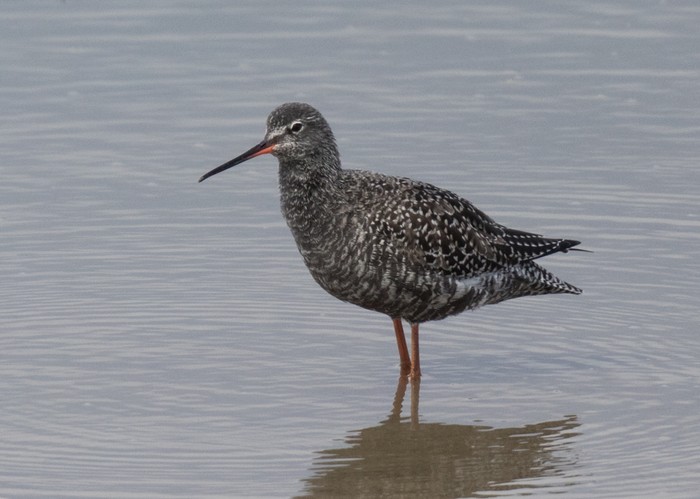 Spotted Redshank