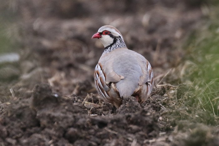 Red-legged Partridge