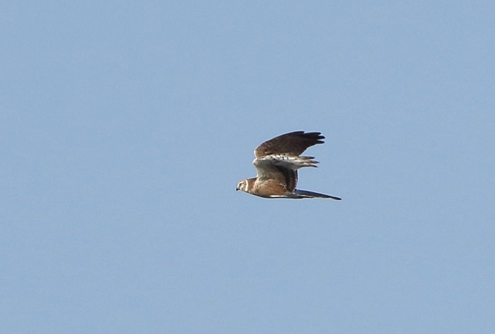Pallid Harrier