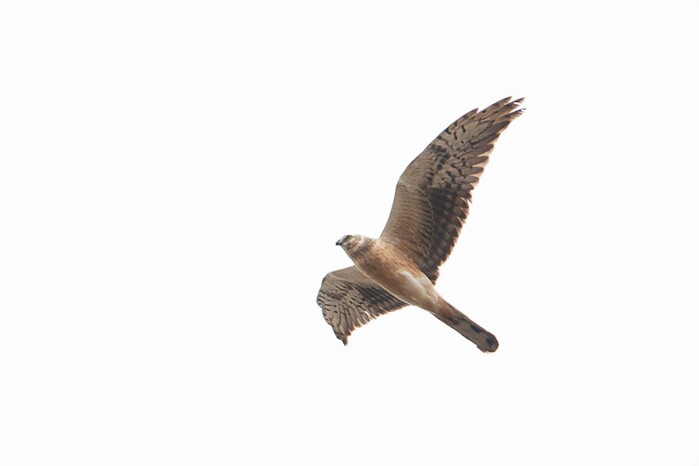 Pallid Harrier