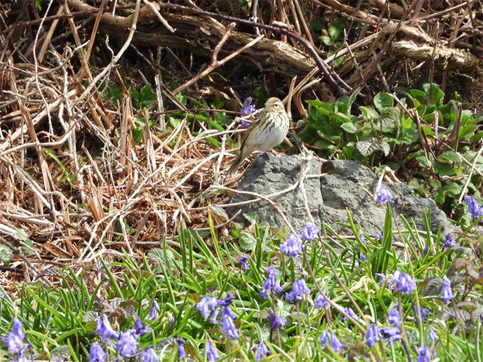Olive-backed Pipit