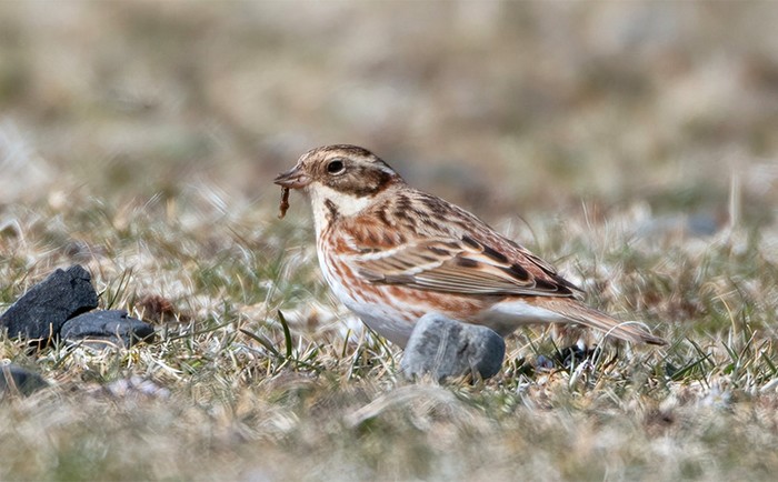 Rustic Bunting